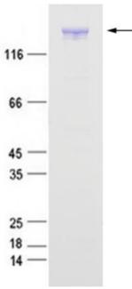Purified recombinant human UNC13A protein was analyzed by Tricine-SDS-PAGE 12% gel, run with Tris-Glycine running buffer.